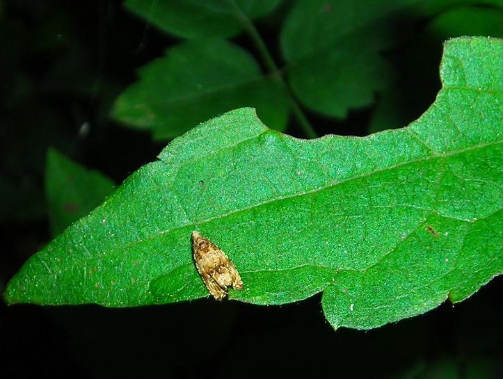 Tortricidae? da ID - Cf. Celypha cespitana